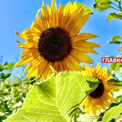 Хмарна погода без опадів у серпні