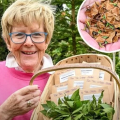 Сосна динозаврів: рідкісне дерево $6 тис.