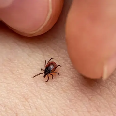 Бореліоз на Вінниччині: зараженість та захист