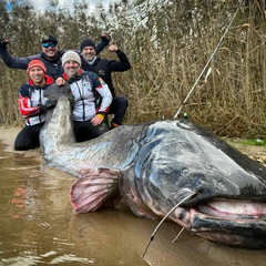 Польские рыбаки поймали рекордного сома