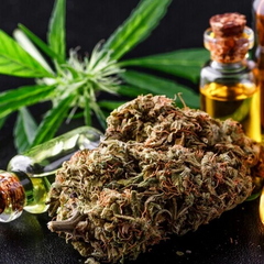 Вирощування та зберігання канабісу в Чехії