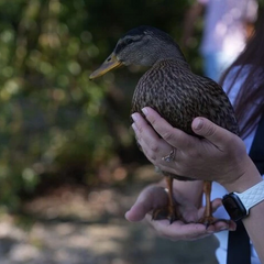 Wild duck in the apartment of a Dnipro resident