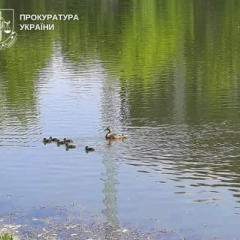 Лес “Совская Балка” с охраной