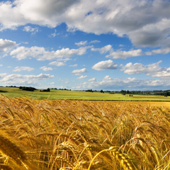 Продаж орендованого земельного паю: пояснення для українців
