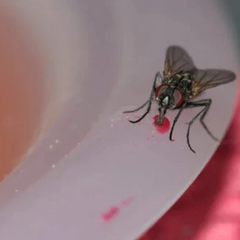 Первый случай миаза в Мексике