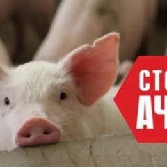 Спалах африканської чуми свиней в Вінниччині