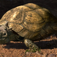Fossilized turtles in Patagonia