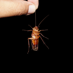 Cockroaches conceal DNA in their genomes