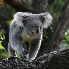 Зображення гвинтокрила з Австралії