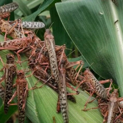 Нашестя сарани у чотирьох областях