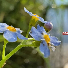 Forecaster Didenko forecasts the weather in Ukraine