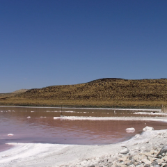 Worm in the Salty Lake