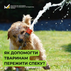 Поради з врятівання тварин від спеки