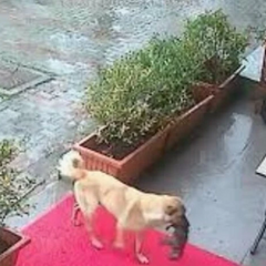 Безхатька-собака приводить цуценя до ветеринара