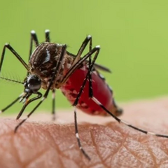 Mosquitoes carrying dangerous viruses in Britain