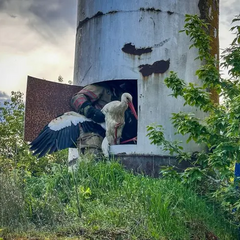 Лелеки, які потрапили в пастку, врятували