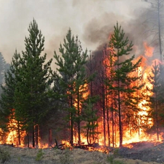 Вогнеборці гасять лісові пожежі на Луганщині