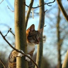 Синоптический прогноз на Водохрещу