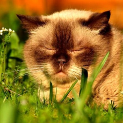 Облачна погода з грозами і спекою