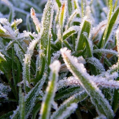 Перші заморозки приходять в Україну