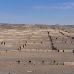 Стіна з дерев у пустелі