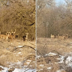 Табун японських оленів блукає Дніпропетровщиною (фото)