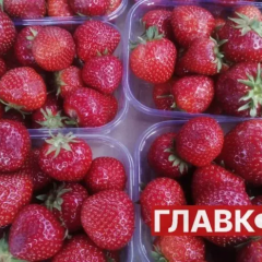 Заморожена поля з полуницею на Волині