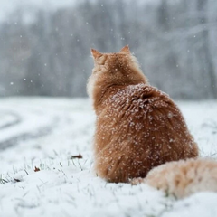 Холодна та мокра погода 24 січня