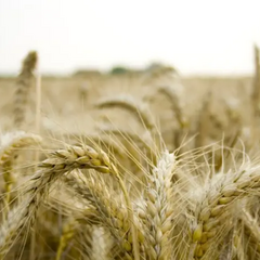 Українські аграрії продають пшеницю за безцінь