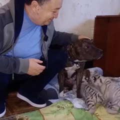 Собака охраняет тигрят в экопарке