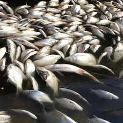 Ущерб от гибели рыбы на Хмельниччине