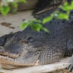 Річка з крокодилами для веслування