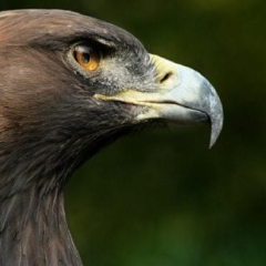 Image of golden eagle protection in Kominyarsky Verkh