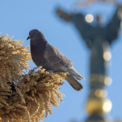 Температура в Україні підніметься до +28°