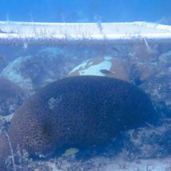 Protecting corals from heat with underwater umbrellas