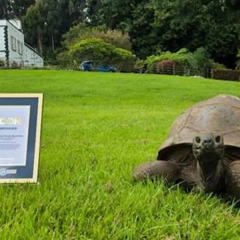 194-year-old tortoise Jonathan, Guinness Icon