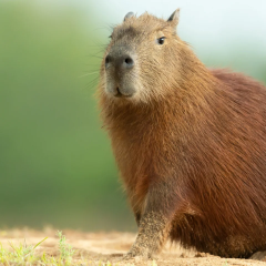 Tooth of Capybara aged 8.8 million years