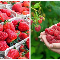 Цены на ягоды и фрукты