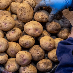 Картопля на ринку України