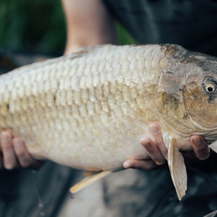 Цена на рыбу в январе резко возросла