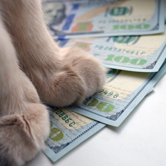 Логотип Monobank