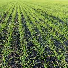 Украинские поля засеиваются озимой культурой