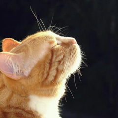 Солнце светит напротив Киевщины