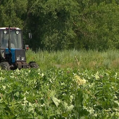 Фермеры получают евросубсидии и гранты