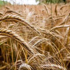 Зображення 80 капітанів, що вивозили зерно