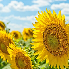 Карта з червоними зонами та погодою