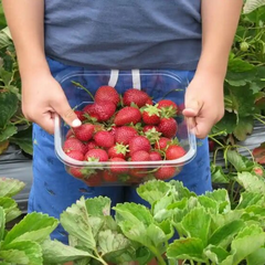 Украинцы собирают ягоды в Германии