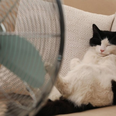 Антициклони впораються з погодою на Україні