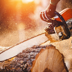 Украинцы вырубают деревья и получают штрафы