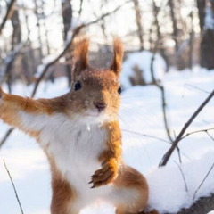 Шапка, пальто, валіза, сніг, лютнева погода